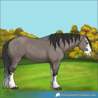 Horse Color:Unknown 