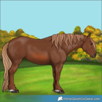 Horse Color:Unknown 