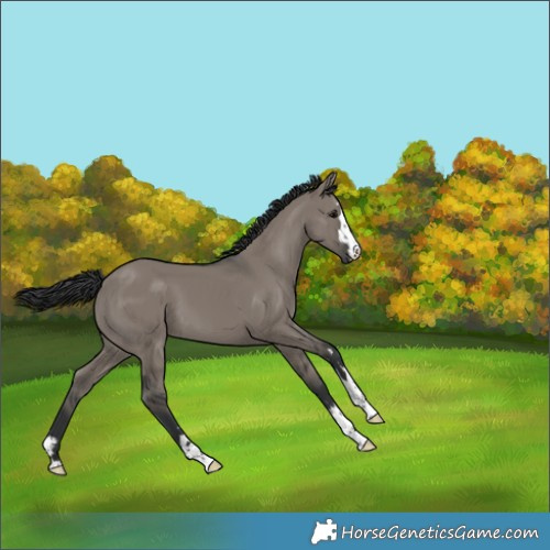 Horse Color:Grullo 