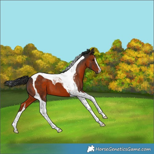 Horse Color:Brown Tobiano 