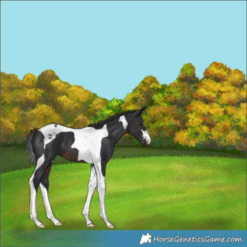 Horse Color:Brown Tobiano