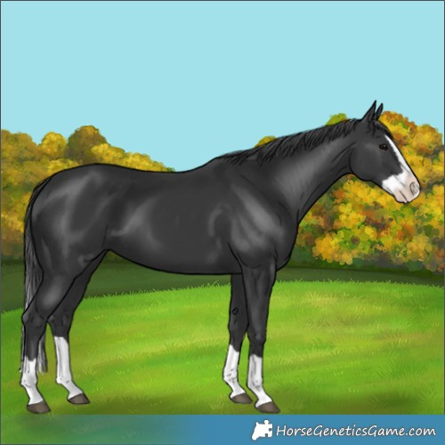 Horse Color:Black Splash 