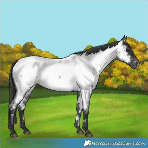 Horse Color:Blue Roan Appaloosa