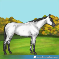 Horse Color:Blue Roan Appaloosa 
