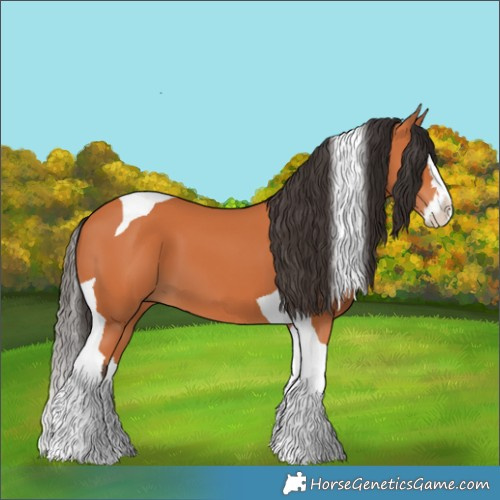 Horse Color:Bay Splash Tobiano 