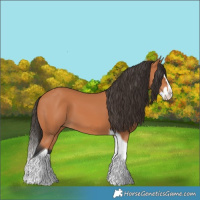 Horse Color:Bay Splash Tobiano