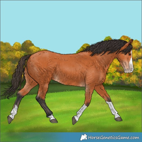 Horse Color:Bay Splash Tobiano 