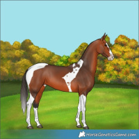 Horse Color:Bay Splash Tobiano