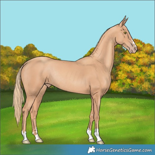 Horse Color:Gold Champagne Rabicano 