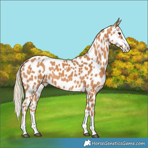 Horse Color:Chestnut Splash Appaloosa