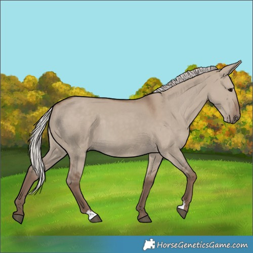 Horse Color:Silver Grullo 
