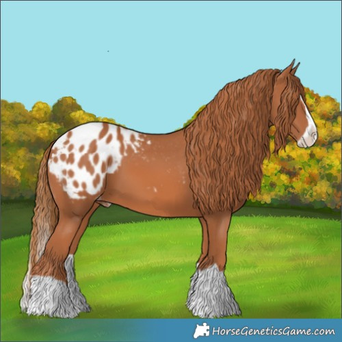 Horse Color:Chestnut Splash Appaloosa 