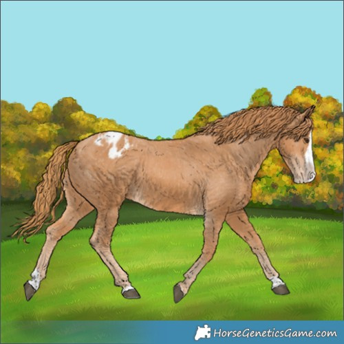 Horse Color:Chestnut Splash Appaloosa 