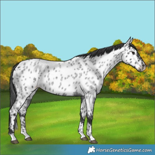 Horse Color:Blue Roan Appaloosa 