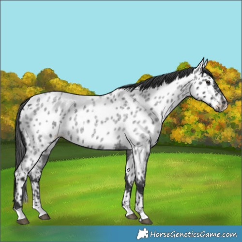 Horse Color:Blue Roan Appaloosa