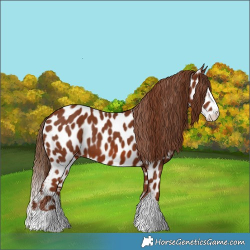 Horse Color:Chestnut Splash Appaloosa 