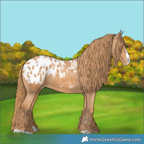 Horse Color:Chestnut Splash Appaloosa 