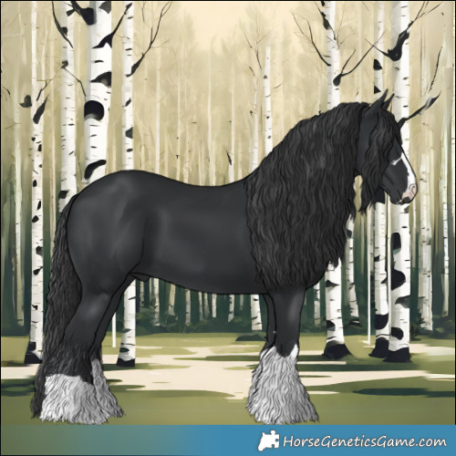 Horse Color:Black 