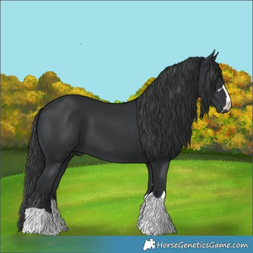 Horse Color:Black 