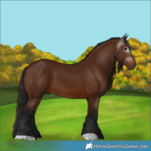 Horse Color:Gray Bay 