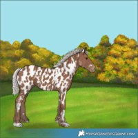Horse Color:White Spotted Silver Black Near Leopard