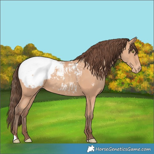 Horse Color:Amber Champagne Appaloosa 