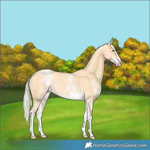 Horse Color:White Spotted Gold Cream Champagne 
