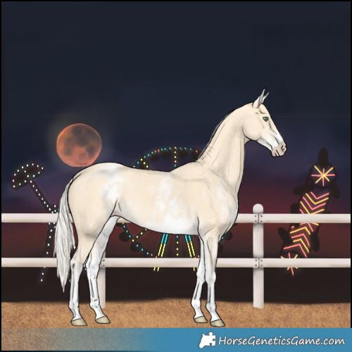 Horse Color:White Spotted Gold Cream Champagne 