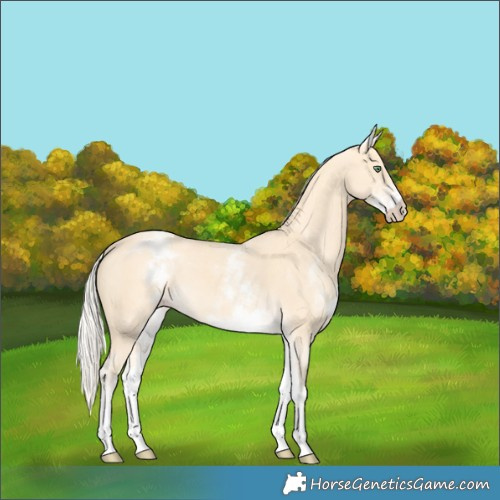 Horse Color:White Spotted Gold Cream Champagne 
