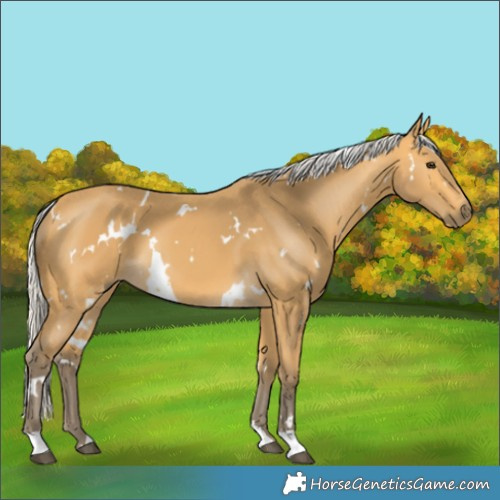 Horse Color:White Spotted Silver Buckskin 