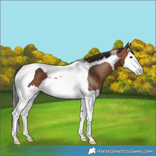 Horse Color:Bay Splash Tobiano 