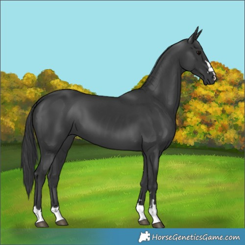 Horse Color:Black 