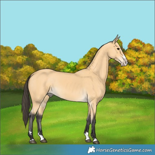 Horse Color:Buckskin Splash