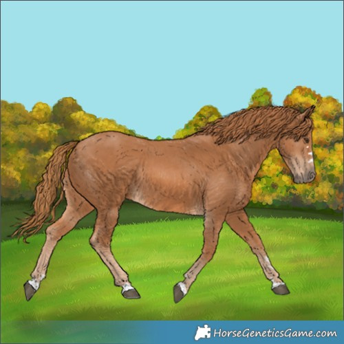 Horse Color:Chestnut Rabicano 