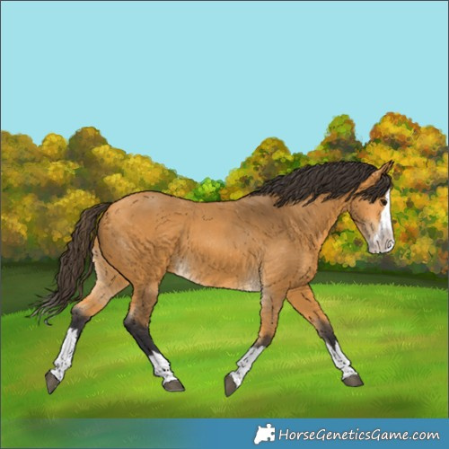 Horse Color:Buckskin Splash