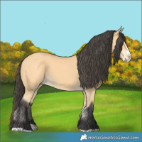 Horse Color:Buckskin Splash 