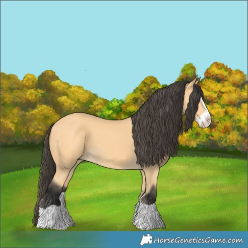 Horse Color:Buckskin Splash 