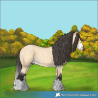 Horse Color:Buckskin Roan Splash 