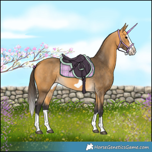 Horse Color:Buckskin Splash Frame 