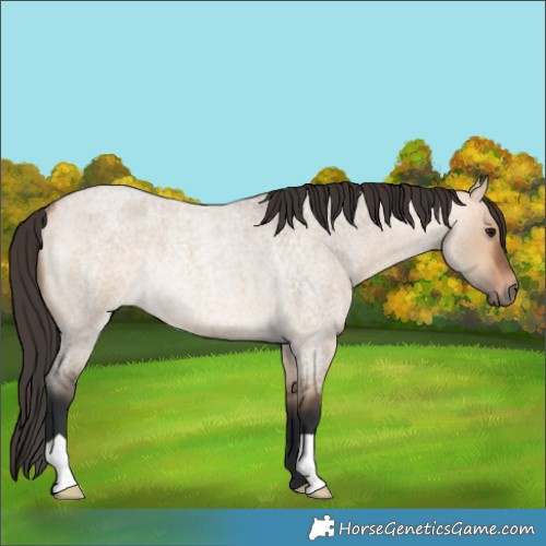 Horse Color:Bay Roan Dun Rabicano 