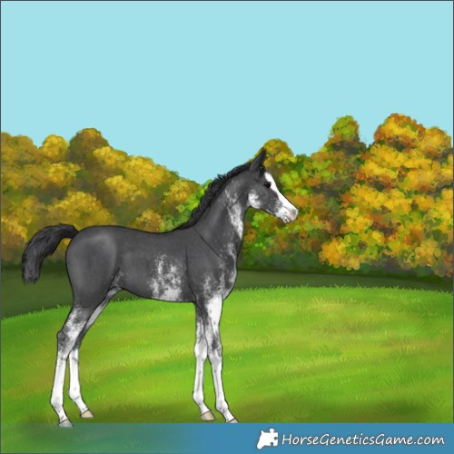 Horse Color:White Spotted Black Splash 