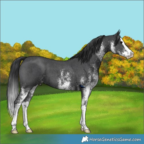 Horse Color:White Spotted Black Splash 
