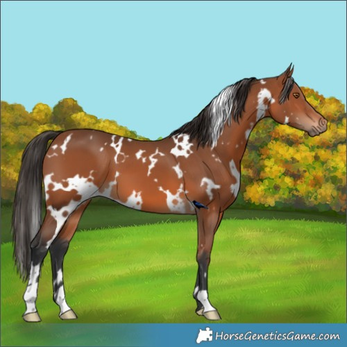 Horse Color:White Spotted Bay