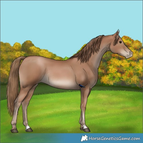 Horse Color:Black Pearl Rabicano 