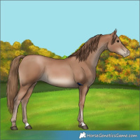 Horse Color:Black Pearl Rabicano 