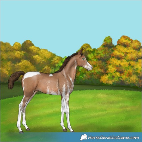 Horse Color:Gray White Spotted Bay Pearl Tobiano