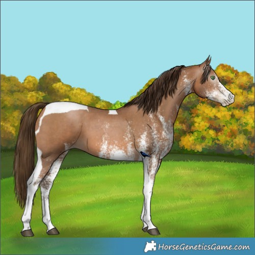 Horse Color:Gray White Spotted Bay Pearl Tobiano 