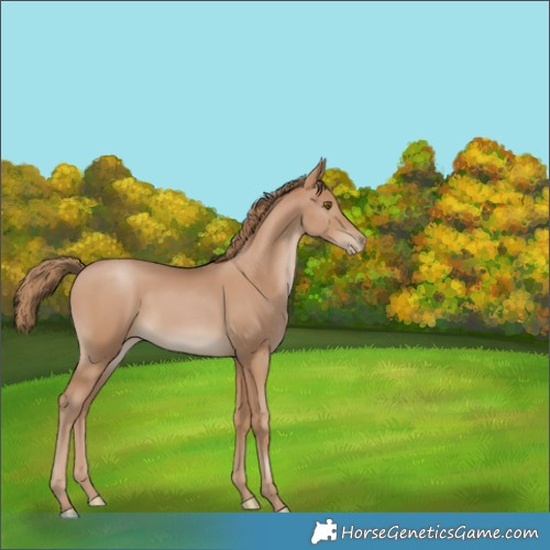 Horse Color:Black Pearl