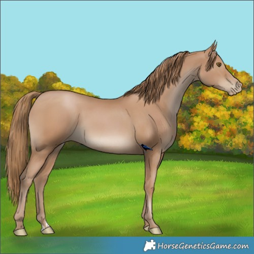 Horse Color:Black Pearl