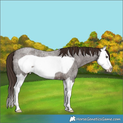 Horse Color:Liver Red Roan Splash Frame 